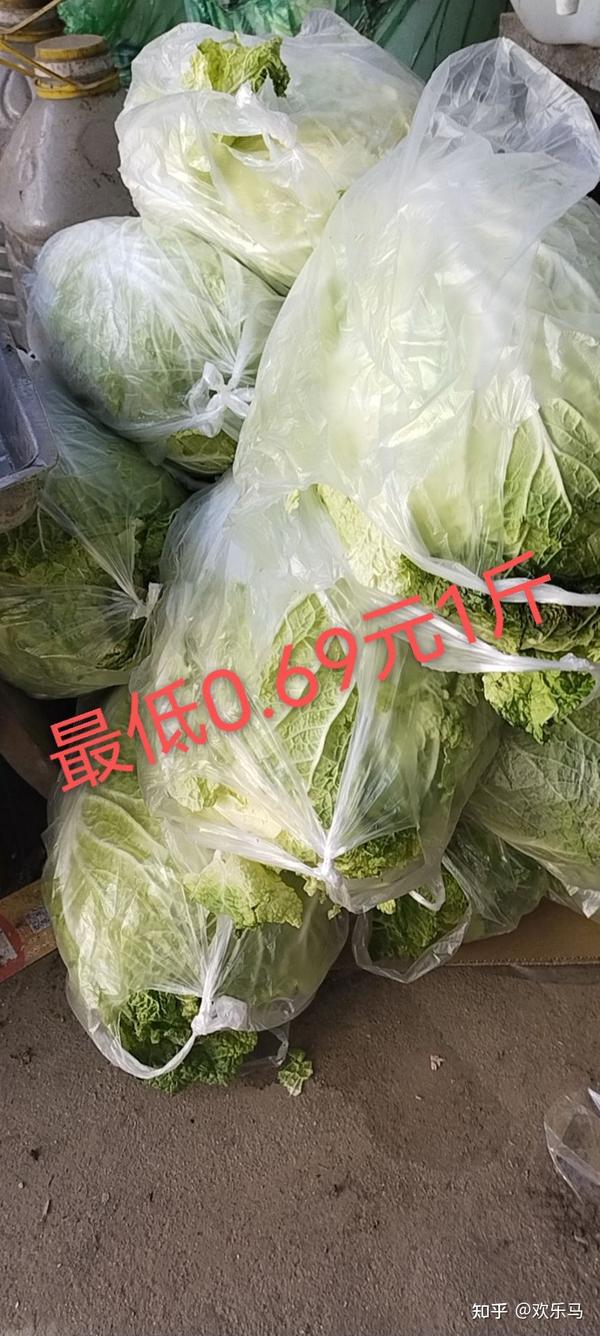 白菜最新价格行情-白菜近期价格动态