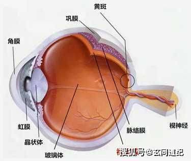 视网膜再生疗法最新进展-破茧成蝶 视网膜重生奇迹